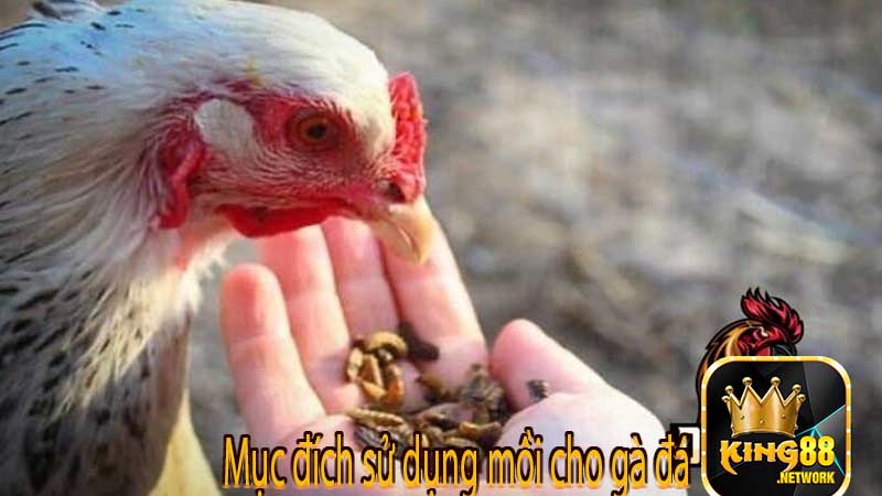 Mục đích sử dụng mồi cho gà đá